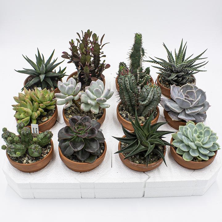 Kakteen Gautschi Set de succulentes (10 cm)