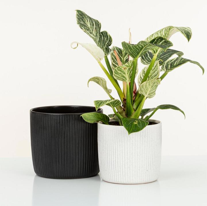 Immagine prodotto Scheurich Vaso da fiori Ebano 16 cm, Nero (17.60 cm)