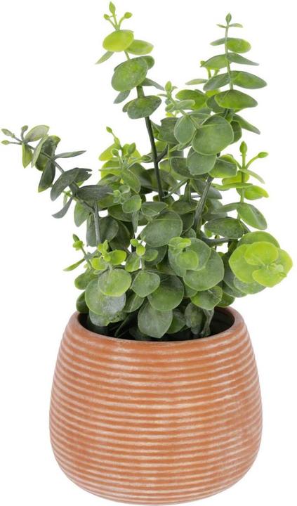 Image du produit Kave Home Eucalipto (25 cm)