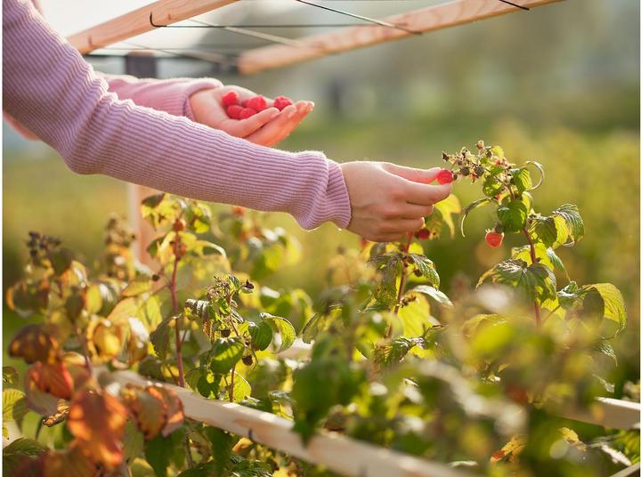 Image du produit Gusta Garden Berry Buddy (93 cm, 11.90 cm)