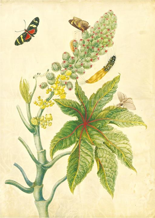 Immagine prodotto Maria Sibylla Merian - St. Petersburger Aquarelle (Jubilumsausgabe) (Tedesco, Merian, MariaSibilla, 2025)
