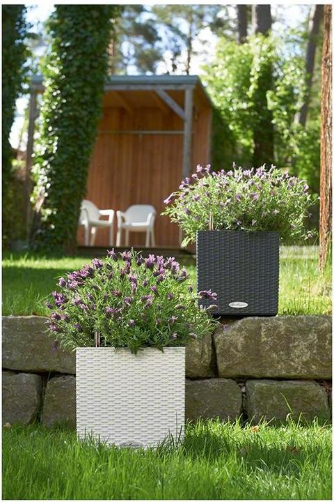 Actual product image Lechuza Cube Cottage (40 cm)