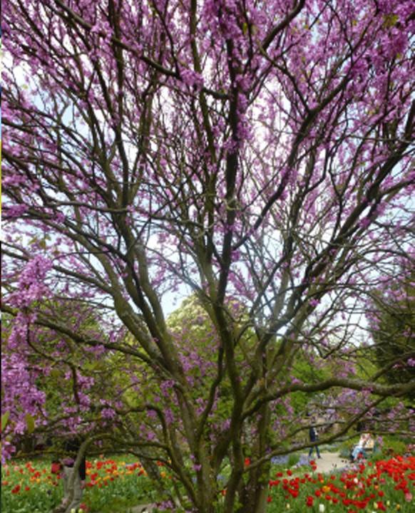 Immagine prodotto Tropica Albero dell'amore - Albero di Giuda (Cercis siliquastrum) (Semi di piante)
