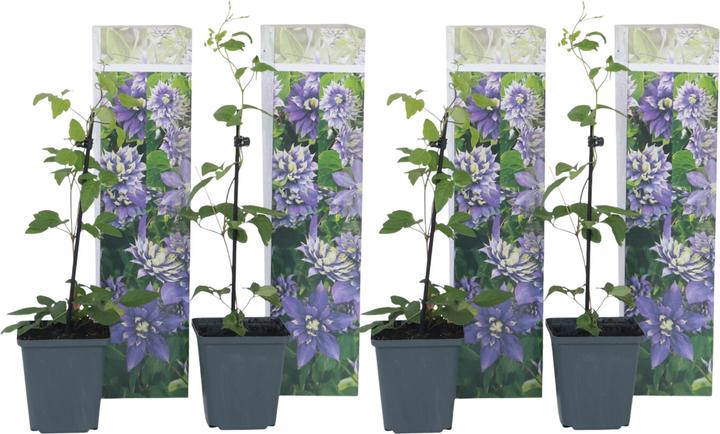 Immagine prodotto Plant in a Box Clematide ibrida taiga - Set di 4 clematidi (25 cm)