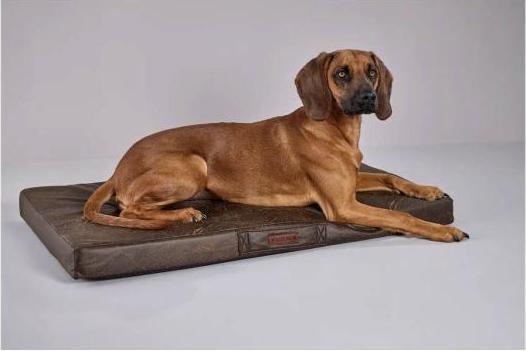 Immagine prodotto Wolters Vintage (Cane)