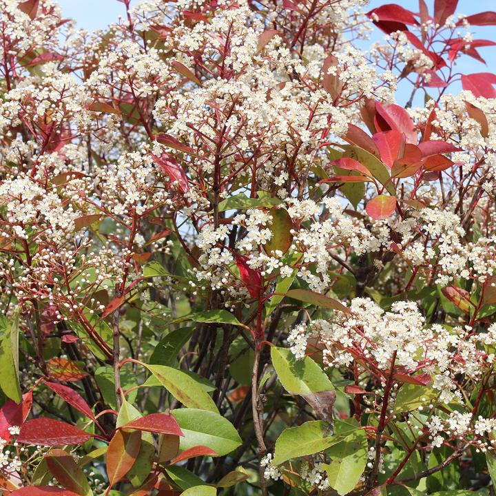 Produktbild Zulauf Glanzmispel / Photinia f. 'Red Robin' (100 cm)