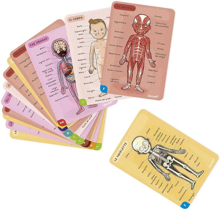 Actual product image Janod Magnetic body (German, English, French, Italian, Spanish)