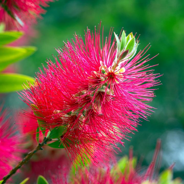 Produktbild Plant in a Box Callistemon citrinus 'Splendens' - Lampenreiniger (90 cm)