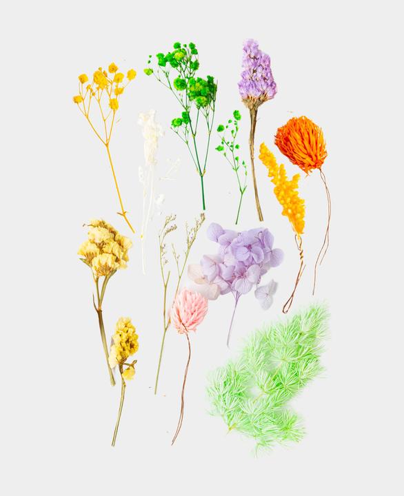Immagine prodotto I Am Creative Set di fiori secchi (Fiori secchi)