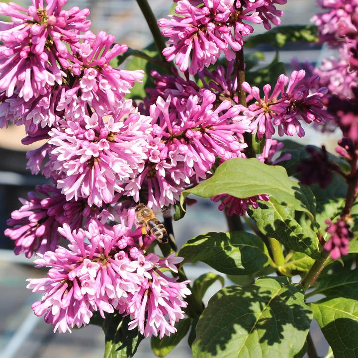 Produktbild Zulauf Kanadischer Flieder / Syringa (PRE) 'Redwine' (70 cm)