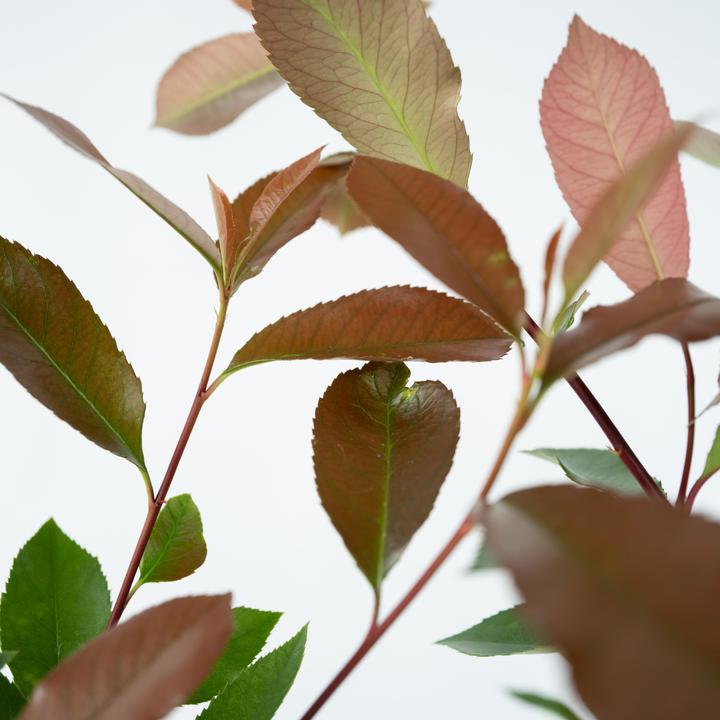 Produktbild Plant in a Box Photinia fraseri Red Robin - 6er Set Glanzmispel Pflanze (30 cm)