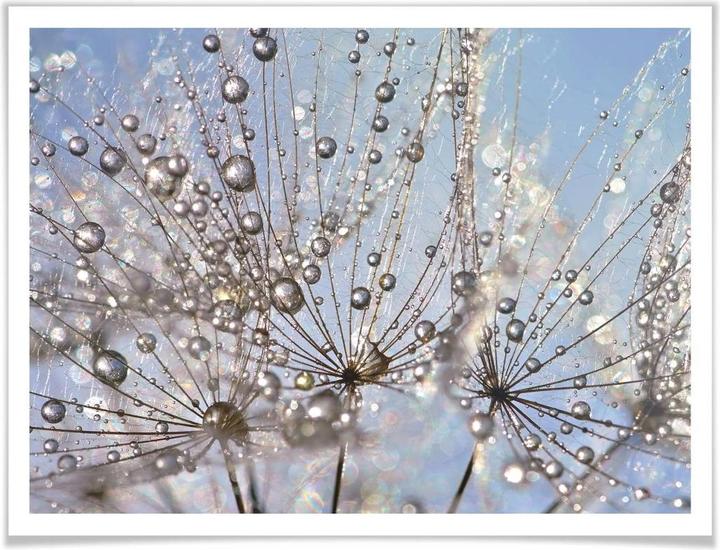Image du produit Trenddeko Goutte d'eau dans le pissenlit (60 x 50 cm)