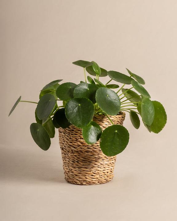 feey UFO plant (25 cm, Freshly repotted, Animal friendly)