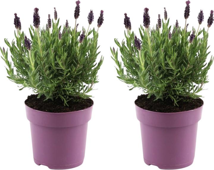 Produktbild Plant in a Box Lavandula stoechas 'Anouk' - Lavendelbaum (25 cm)