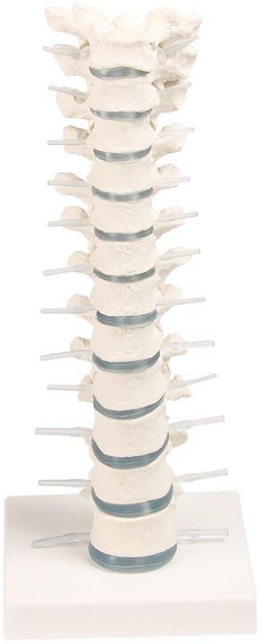 Erler Zimmer Sala Erler colonna vertebrale toracica (Materiale sintetico)