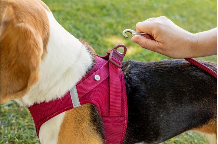 Produktbild Curli Geschirr Vest Air-Mesh (S, Hund, Allgemein)