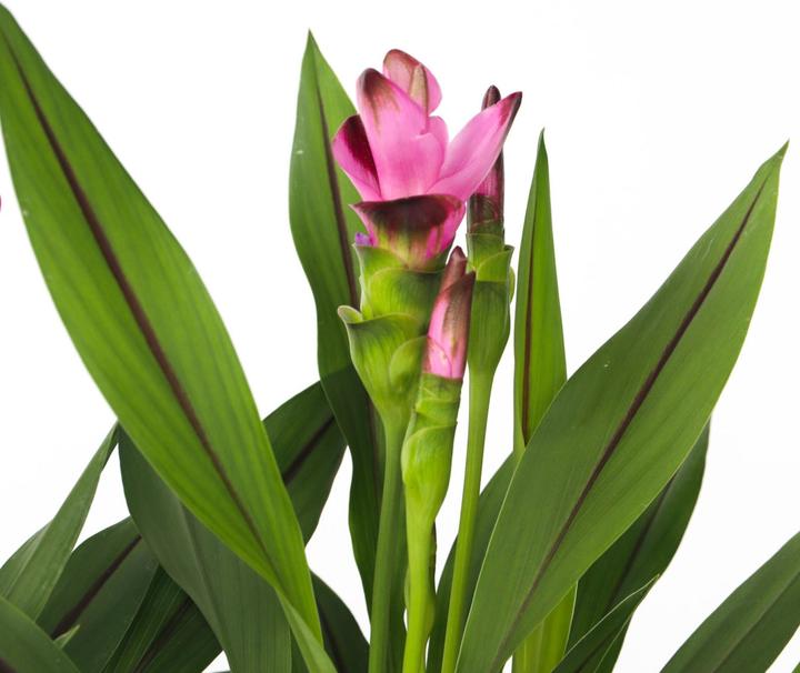 Produktbild Plant in a Box Curcuma alismatifolia 'Siam Splash' - Kurkumen (40 cm, Tierfreundlich)