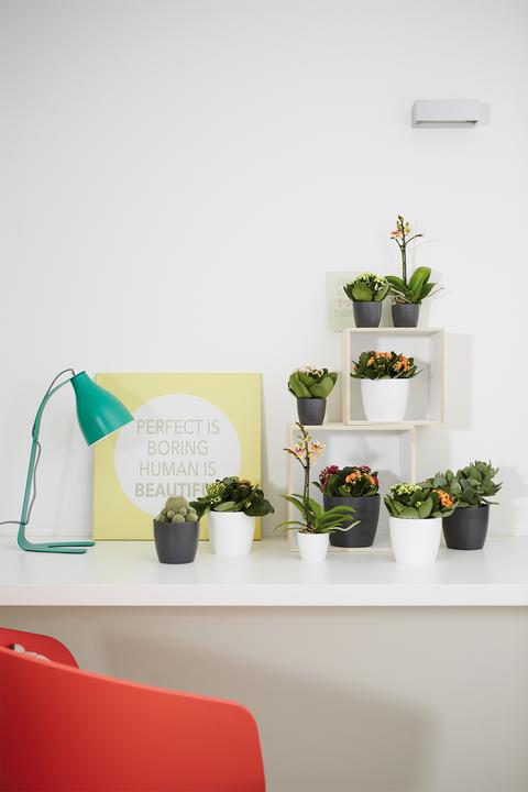 Produktbild Elho Brussels (13 cm)