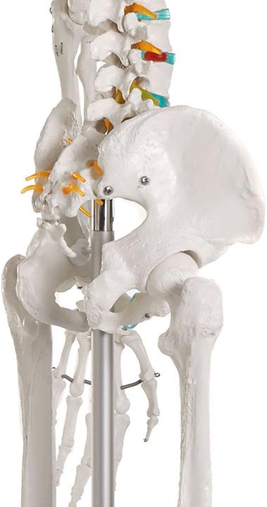 Actual product image Erler Zimmer School Skeleton Oscar