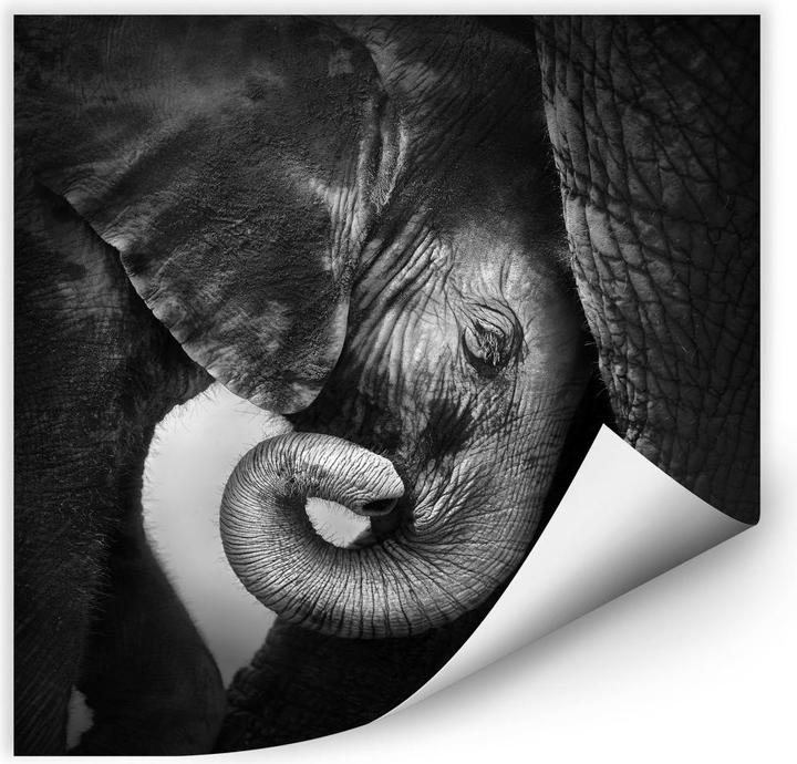 Actual product image Trenddeko The baby elephant (50 x 50 cm)