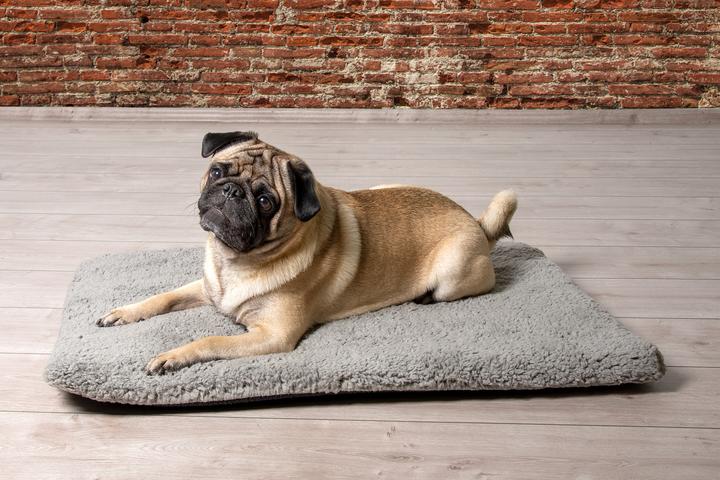 Productafbeelding Beeztees Ito (Hond)