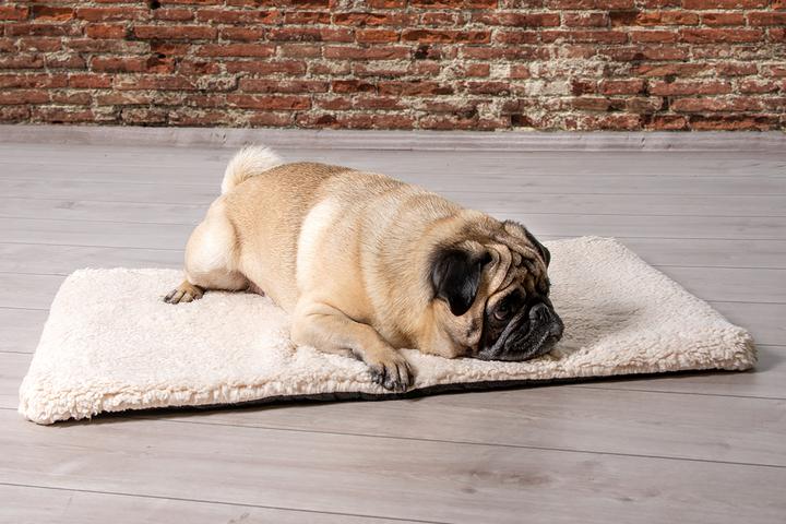 Productafbeelding Beeztees Ito (Hond)