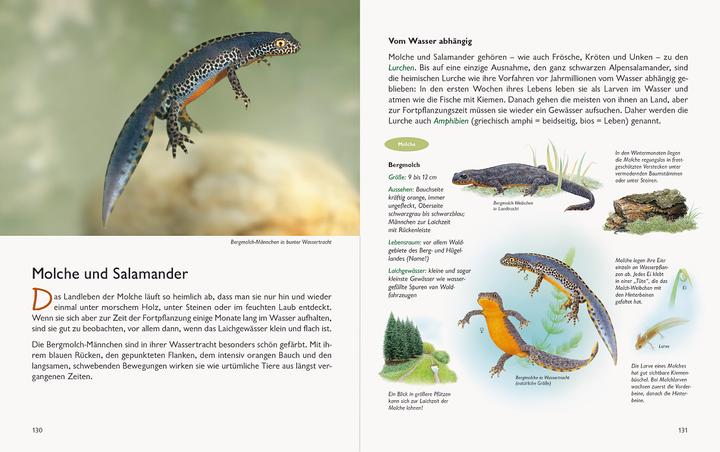 Actual product image Wawra's Naturbuch, Band 1: Säugetiere, Vögel, Reptilien, Amphibien (German, Johannes Wawra, Ursula Wawra, 2020)