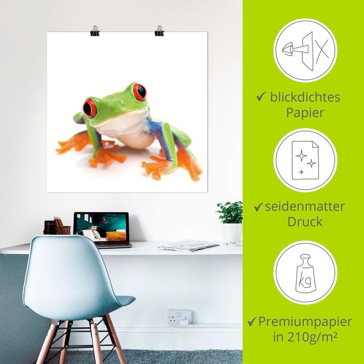Image du produit Artland Tableau toile sur châssis Gros plan d'une grenouille sur fond blanc T5WY (30x30 cm)