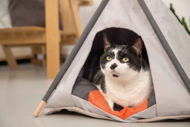 Productafbeelding Beeztees Tipi Tent (Kat)