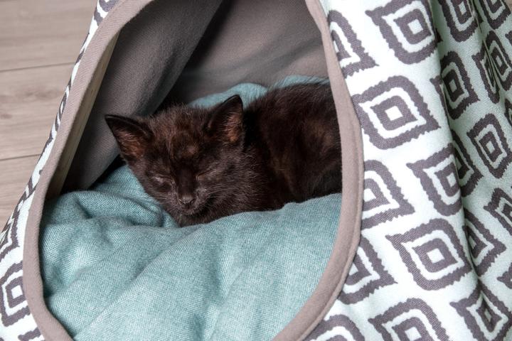 Immagine prodotto Karlie Tipi di tenda per gatti (Gatto)