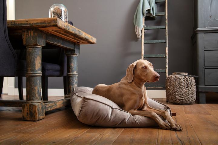 Actual product image Designed by Lotte Dog pillow Nalino (Dog)