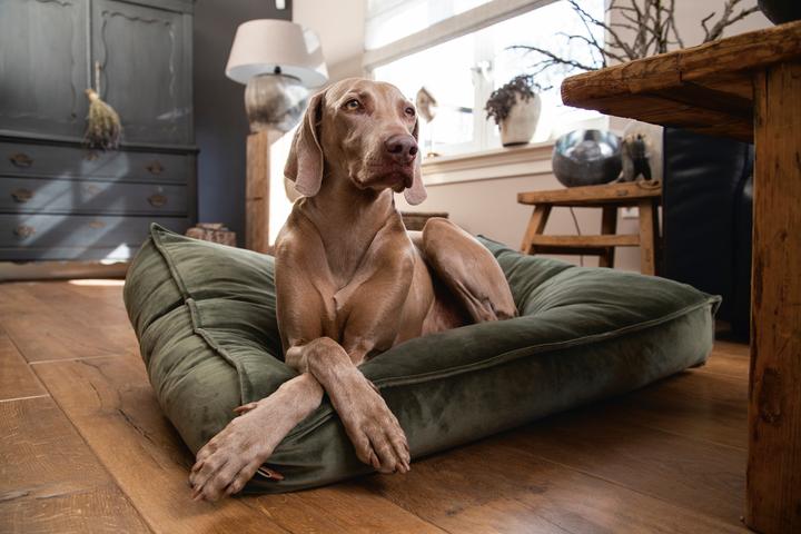 Productafbeelding Designed by Lotte Nalino (Hond)