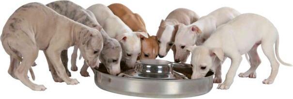 Image du produit Trixie Gamelle pour chiot Junior (4 l)
