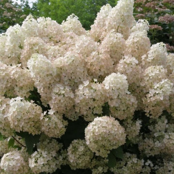 Immagine prodotto Plant in a Box Hydrangea paniculata "Bobo" - Ortensia (25 cm)