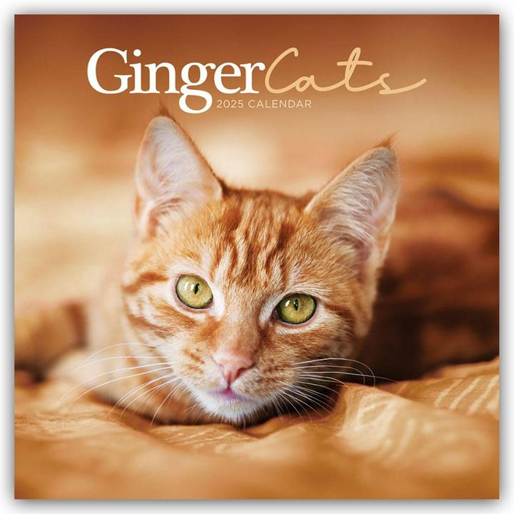 Produktbild Ginger Cats - Rothaarige Katzen 2024 (305 x 305 mm, Englisch, Deutsch)
