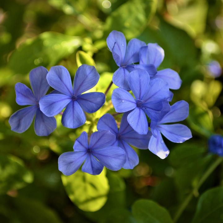 Actual product image Plant in a Box Plumbago auriculata - Set of 6 Male Loyalty (25 cm)