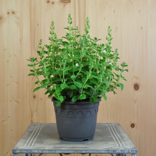 Produktbild Säntispracht 3 er Set, Die duftende Bergminze - Calamintha nepeta Marvelette White (35 cm)