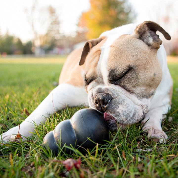 Image du produit KONG Extrême (Jouet à mâcher pour chien, Jouet alimentaire pour chien, Apporter)
