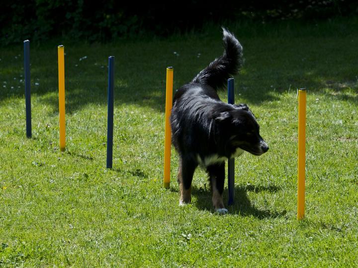 Actual product image Petcenter Agility starter set 1 tunnel 60x152 cm, 4 slalom poles, 1 jump, 1 boxing band (One size, Agility)