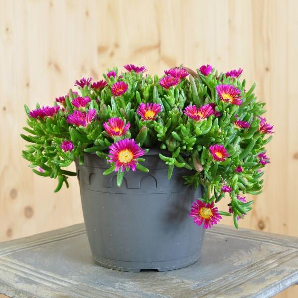 Produktbild Säntispracht 2 er Set, Mittagsblume - Delosperma Hot Pink Wonder (15 cm)