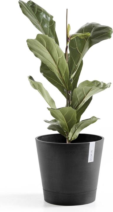 Image du produit Ecopots Venise (30 cm)