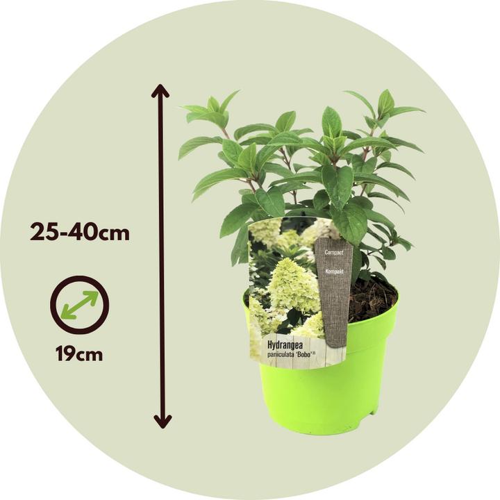 Immagine prodotto Plant in a Box Hydrangea paniculata "Bobo" - Ortensia (25 cm)