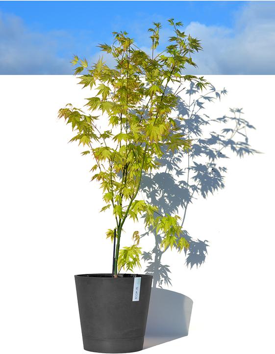Image du produit Ecopots Venise (30 cm)