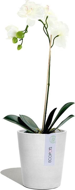Actual product image Ecopots Morinda (14 cm)