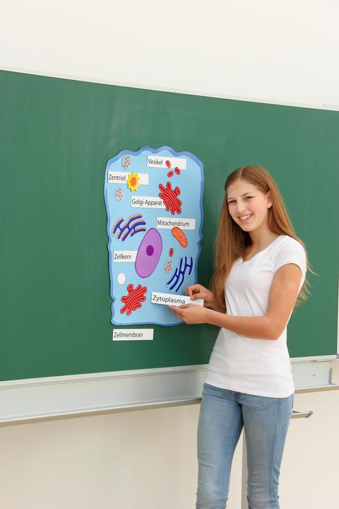 Immagine prodotto Betzold Cellula animale magnetica