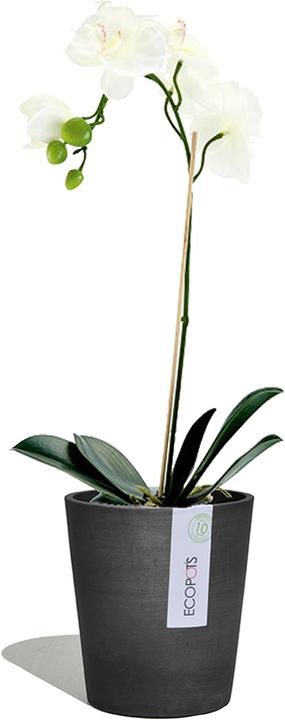 Immagine prodotto Ecopots Morinda (14 cm)