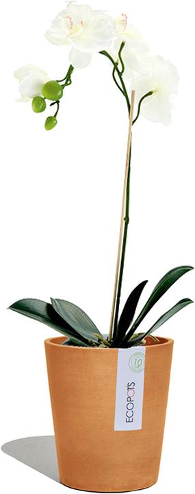Image du produit Ecopots Morinda