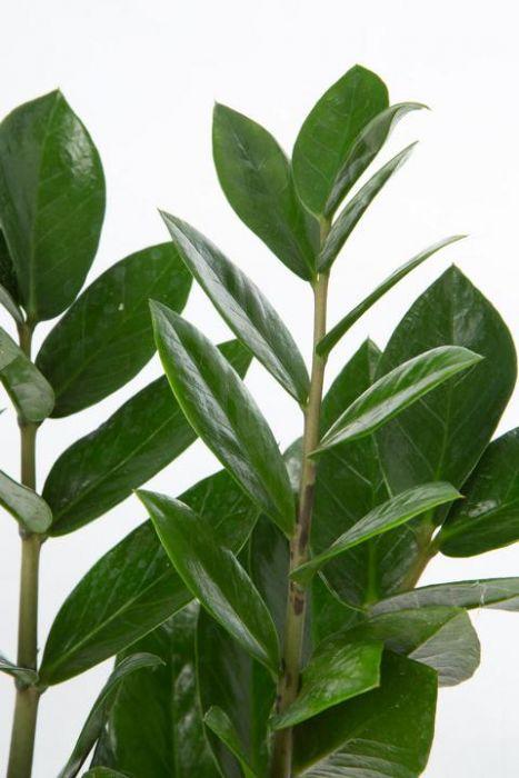 Produktbild VEG and the City Mandia (Glücksfeder Zamioculcas zamiofolia) (45 cm)