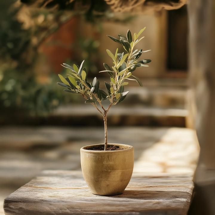 Image du produit Plant in a Box Olea Europaea - Lot de 2 oliviers (25 cm)