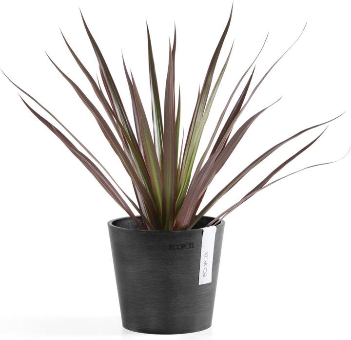 Actual product image Ecopots Amsterdam Mini (13 cm)